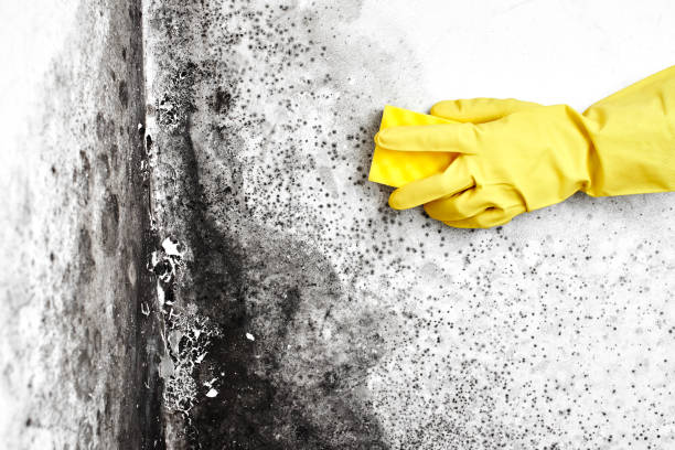 Best Attic Mold Removal  in Kings Bay Base, GA