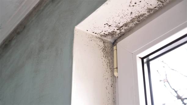 Best Mold Damage Repair  in Kings Bay Base, GA