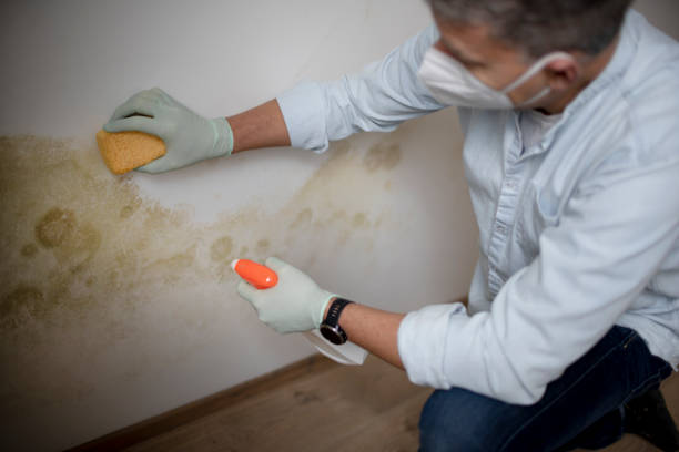 Best Mold Testing  in Kings Bay Base, GA